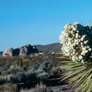 Joshua Tree