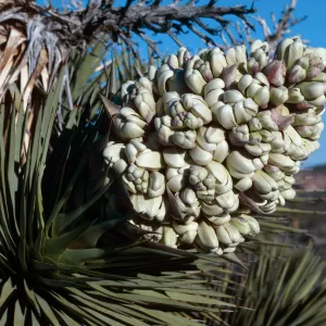 Joshua Tree