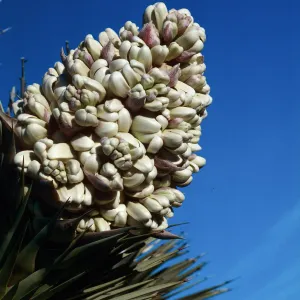 Joshua Tree