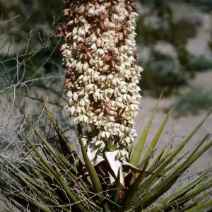 Joshua Tree