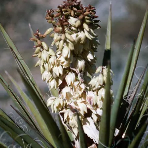 Joshua Tree
