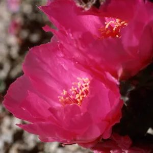 Joshua Tree