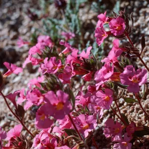 Joshua Tree