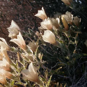 Joshua Tree