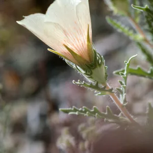 Joshua Tree