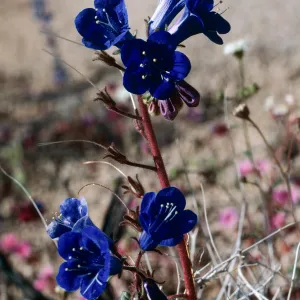 Joshua Tree