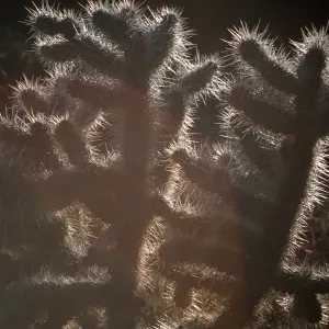 Joshua Tree