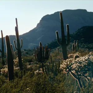 Organ Pipe National Monument