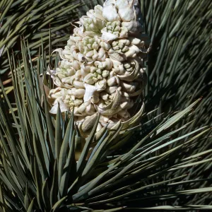 near Cajon