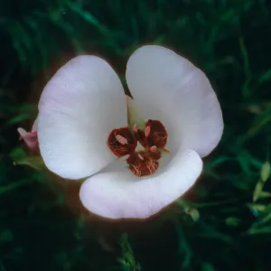 Calochortus