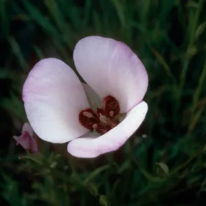 Calochortus catalinae