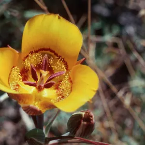 Cuesta Ridge, Calochortus