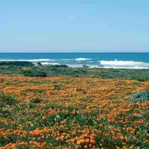 MontaÃ±a de Oro, (California Poppy)