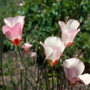 Calochortus, Hi Mountain