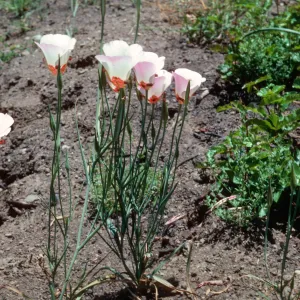 Calochortus, Hi Mountain