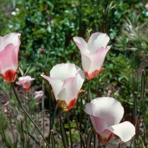 Calochortus, Hi Mountain