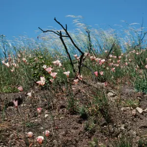 Calochortus, Hi Mountain