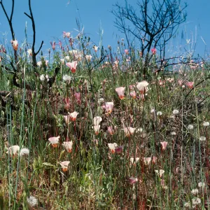 Calochortus, Hi Mountain