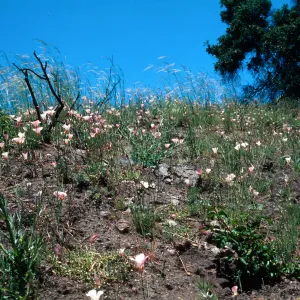 Calochortus, Hi Mountain