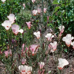 Calochortus, Hi Mountain