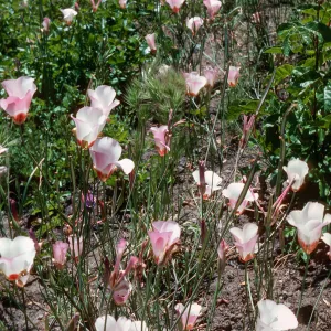 Calochortus, Hi Mountain