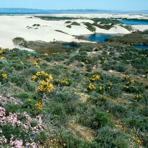 scenery, Coreopsis Hill, Oso Flaco Beach