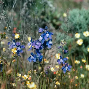 Delphinium v. blochmaniae, Coreopsis Hill, Oso Flaco Beach