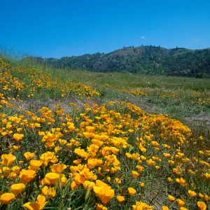 Eschscholzia californica, Poppy, Sedgwick Ranch