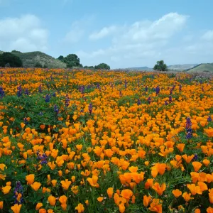Eschscholzia californica & Lupinus succulentus, Rancho De Las Flores