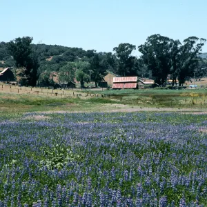 ranch house, Las Flores Ranch, Los Alamos (Lupine)