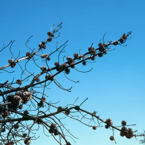 Orcutt Hill