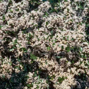 Ceanothus cuneatus, Cachuma Dam