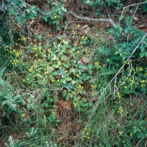 Sanicula, Orcutt Hill