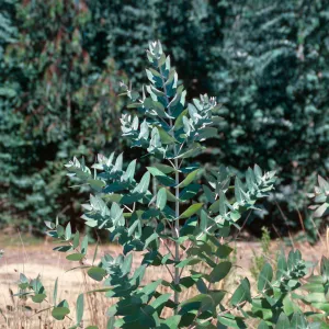 Orcutt oil
