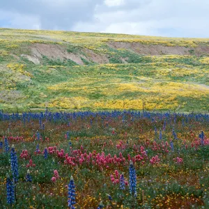 Cottonwood Canyon
