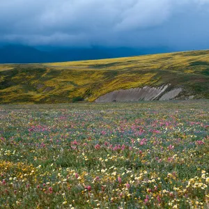 Cottonwood Canyon