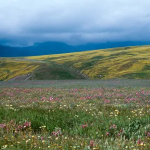 Cottonwood Canyon