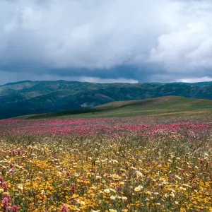 Cottonwood Canyon