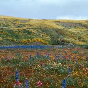 Cottonwood (Lupine) 