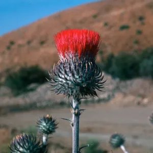 Cirsium, Cottonwood