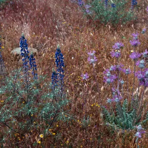 Cottonwood Canyon (Lupine)