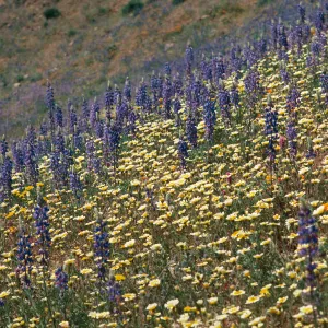 Cottonwood Canyon (tidy tips) (lupine)