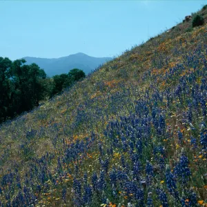 Cottonwood Canyon