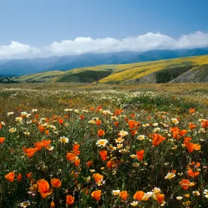 Cottonwood Canyon (California Poppy) (tidy tips) 