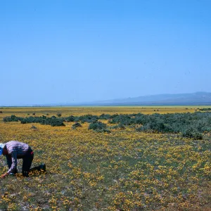 Lepidium, South Soda Lake