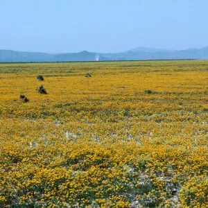 Soda Lake