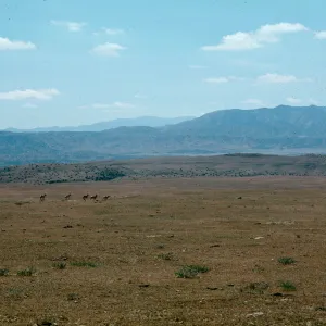 Temblor Range