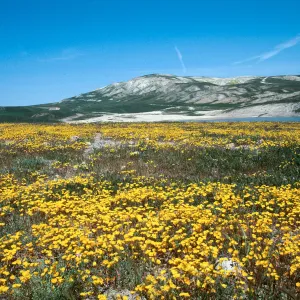 Soda Lake Road