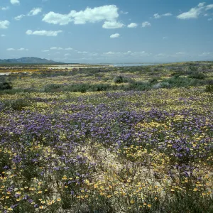 Soda Lake