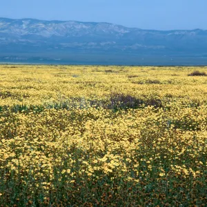 Soda Lake